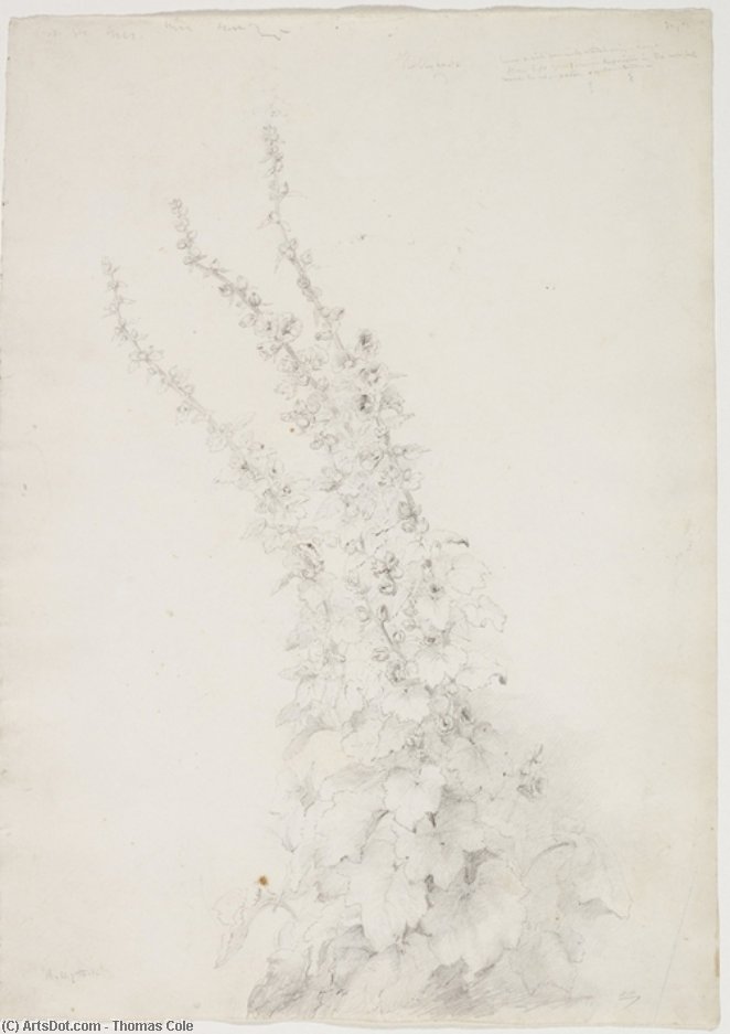 Hollyhocks — Thomas Cole