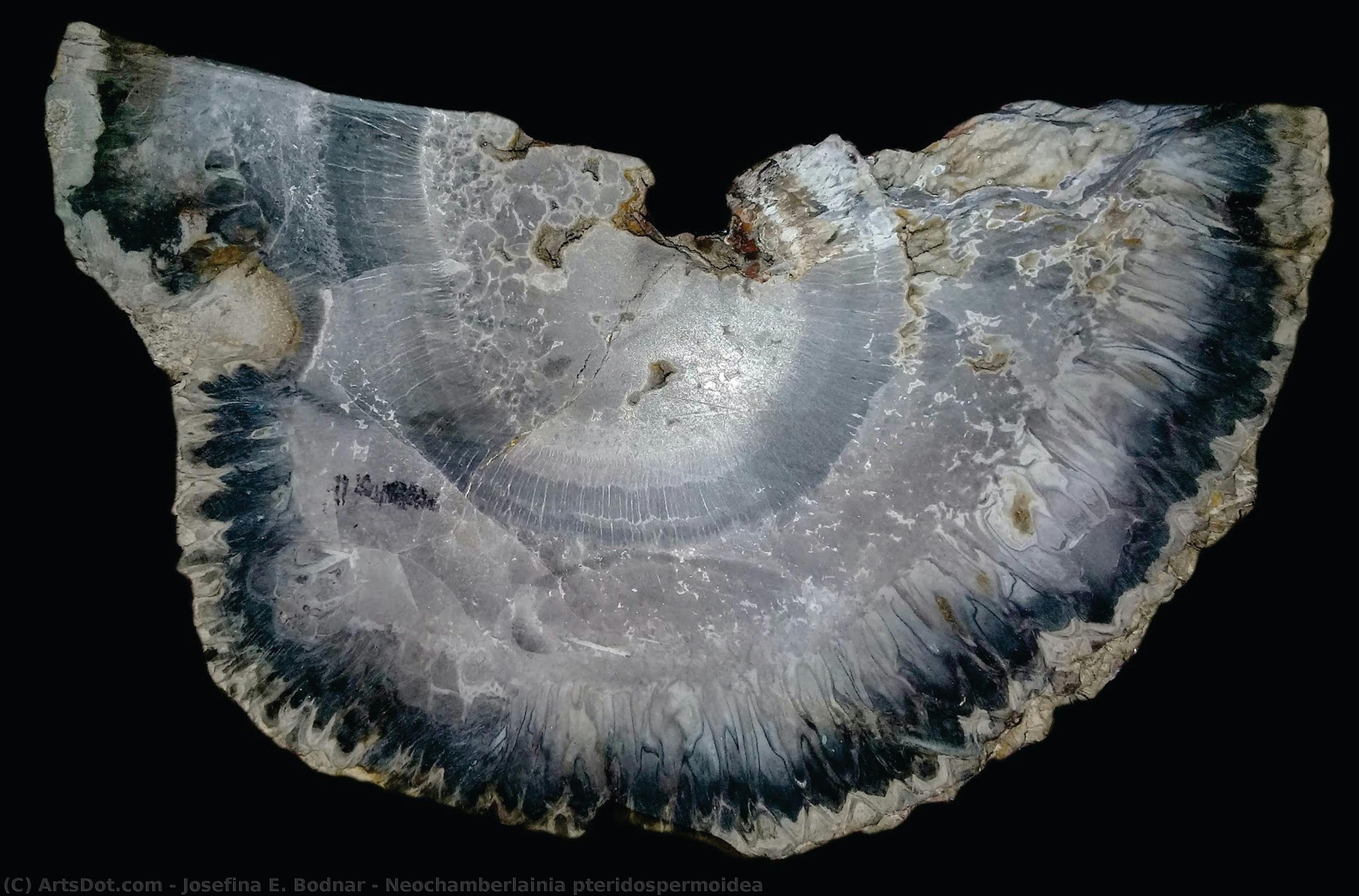 Neochamberlainia Pteridospermoidea — Josefina Bodnar