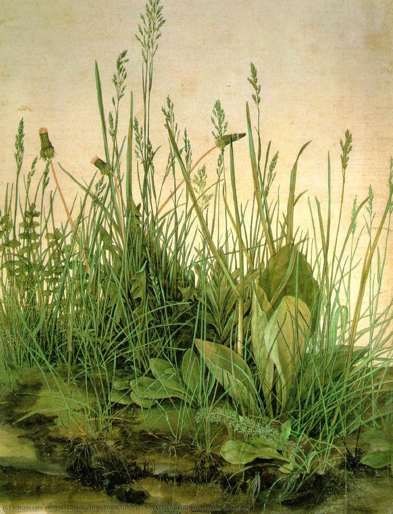 La Grande Pelouse, 1503, Aquarelle, Graphische Sammlung — Albrecht Dürer