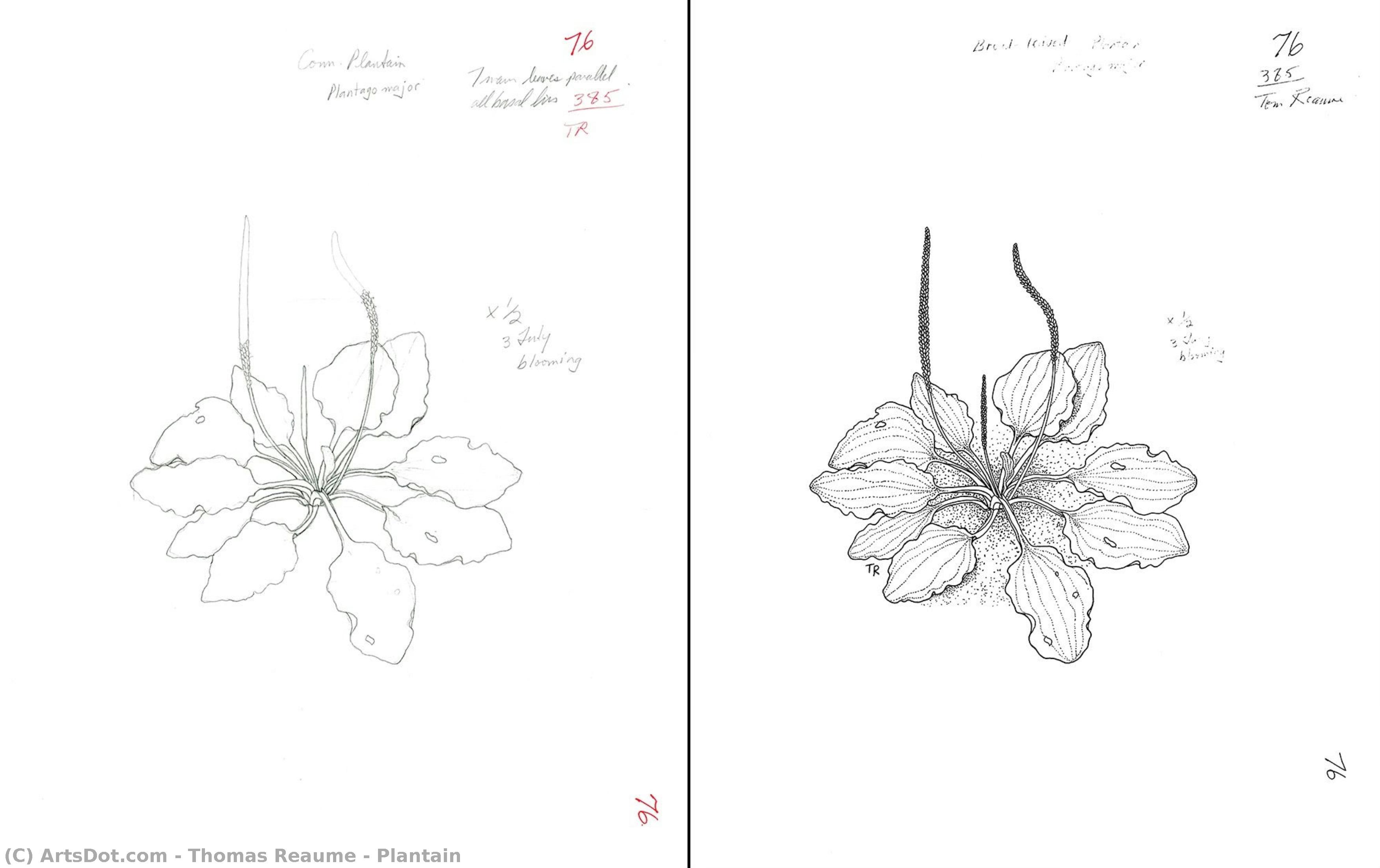 Plantain — Thomas Reaume