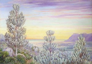View From The Steps Of Table Mountain Through A Wood Of Silver Trees — Marianne North