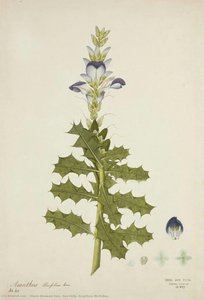 Sea Holly (acanthus Illicifolius) — Diwan Bhawani Das
