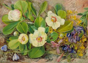 Wild Flowers Of Brazil — Marianne North