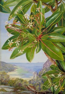 Flowers Of A Bush And Pitcher Plant, Mahé — Marianne North