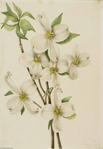 Flowering Dogwood (cornus Florida) — Мари Ваукс Уолъцът