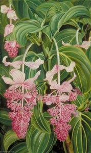 Foliage And Flowers Of Medinilla Magnifica — Marianne North
