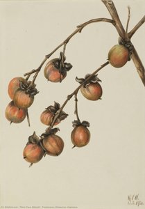 Mary Vaux Walcott